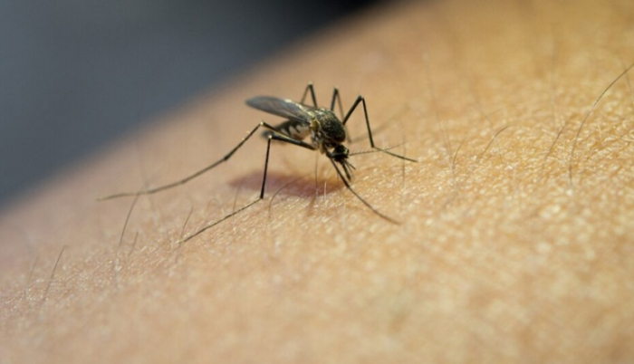 Tubarão registra aumento de casos e reforça alerta contra a dengue